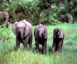 пазл три небольших слонов
